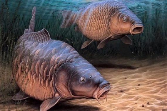 Mơ thấy cá đánh con gì dễ trúng – Giải mã giấc mơ thấy cá