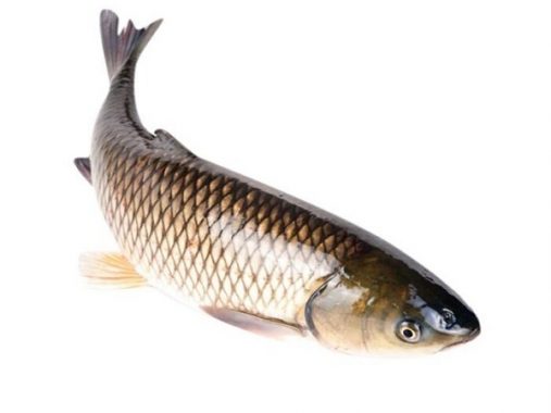 Chiêm bao thấy cá trắm điềm báo gì và nên đánh con số nào