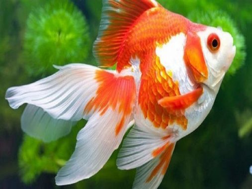 Mơ thấy cá đánh con bao nhiêu chắc trúng