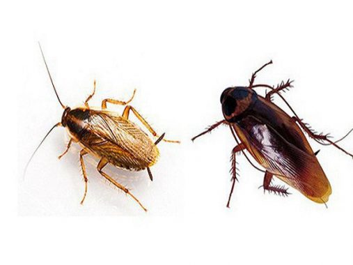 Nằm mơ thấy con gián có ý nghĩa thế nào