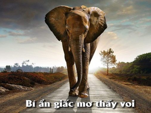 Tổng hợp ý nghĩa giấc mơ thấy con voi