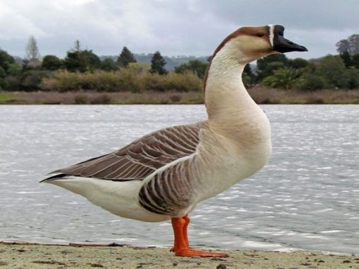 Bí ẩn giấc mơ thấy ngỗng, mơ thấy ngỗng đánh con gì