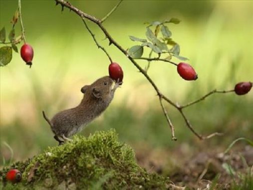 Mơ thấy chuột – Bí ẩn giấc mơ thấy chuột và con số may mắn tương ứng