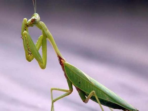 Khám phá ý nghĩa của giấc mơ thấy bọ ngựa