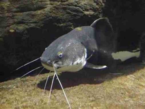 Mơ thấy cá trê – Nằm mơ thấy cá trê đánh con gì chuẩn xác