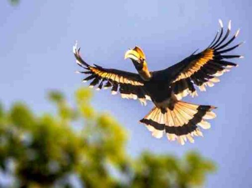 Mơ thấy chim có ý nghĩa gì – Mơ thấy chim đánh con gì chuẩn xác?