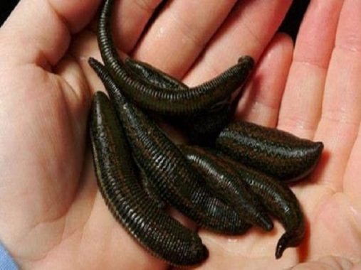 Mơ thấy đỉa báo hiệu điềm gì – Mơ thấy đỉa đánh con gì dễ trúng?