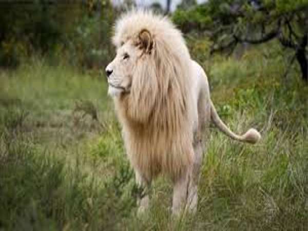 Mơ thấy sư tử - Nằm mơ thấy sư tử đánh con gì chuẩn xác dễ trúng
