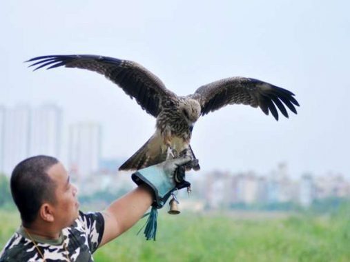 Mơ thấy chim ưng – Khám phá ý nghĩa của giấc mơ thấy chim ưng