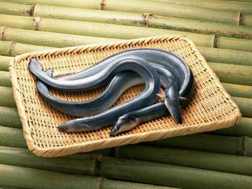 Mơ thấy lươn là điềm báo gì – Mơ thấy lươn đánh số mấy?