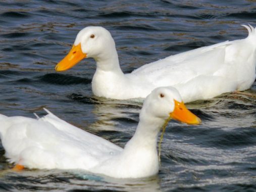 Nằm mơ thấy con vịt có ý nghĩa gì, chơi xổ số con gì may mắn?