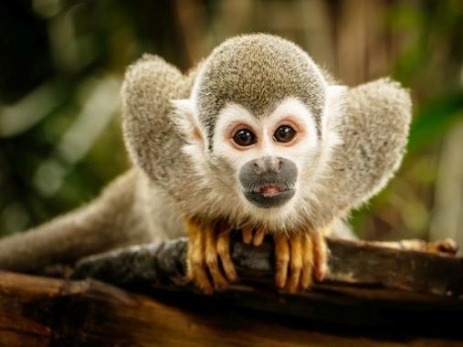 Nằm mơ thấy khỉ điềm gì, nên đánh ngay con số nào