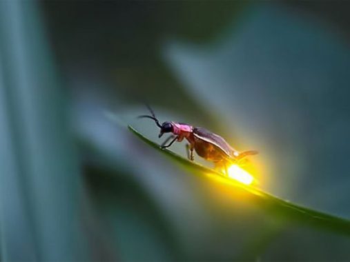 Mơ thấy đom đóm là điềm gì, đánh con số nào chuẩn xác?