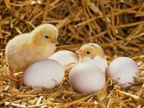 Mơ thấy gà con mới nở đánh con xổ số gì dễ trúng nhất?
