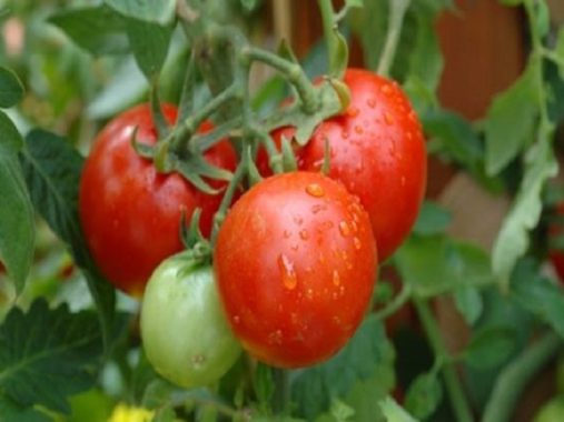 Ngủ mơ thấy quả cà chua điềm báo lành hay dữ, đánh con số nào