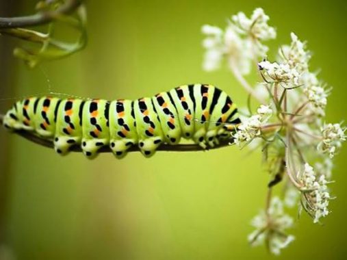 Mơ thấy sâu bọ là điềm gì, đánh con nào chắc ăn nhất?