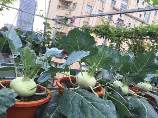 Giải mã giấc mơ thấy su hào đánh ngay con số nào may mắn