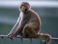 Chiêm bao thấy con khỉ có ý nghĩa gì đặc biệt?