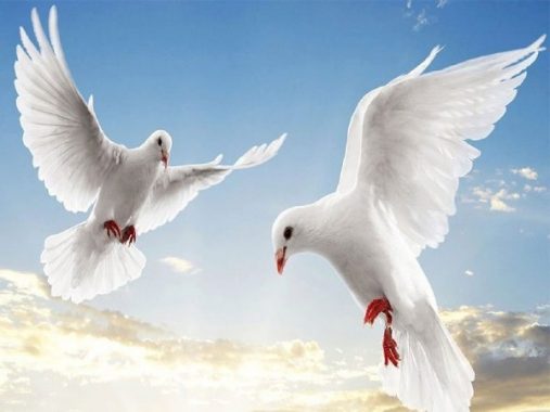 Nằm mộng thấy đôi chim bồ câu đánh con gì dễ trúng?