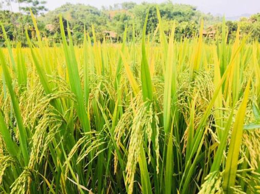 Mơ thấy lúa là điềm báo lành hay dữ? Đánh con số gì chính xác?