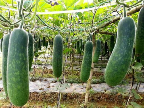 Nằm mơ thấy quả bí xanh là điềm báo gì đánh số mấy