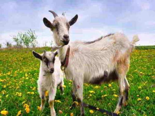 Nằm mơ thấy con dê đánh con gì ăn chắc, có ý nghĩa gì