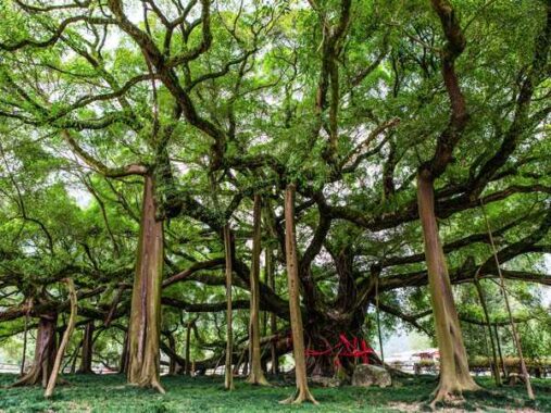 Mơ thấy cây cổ thụ điềm báo tốt hay xấu, đánh con gì?