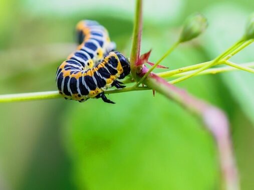 Giải mã giấc mơ thấy sâu điềm báo gì, đánh con gì dễ trúng?