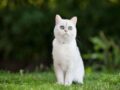Nằm mơ thấy mèo trắng đánh số mấy? Là điềm hên hay xui ?