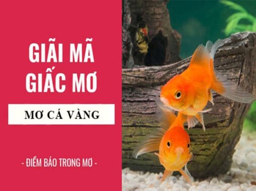 Giải mã giấc mơ thấy cá vàng đánh con gì, điềm báo tốt hay xấu?