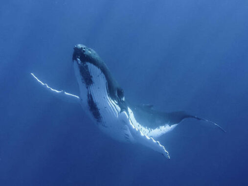 Giải mã giấc mơ thấy cá voi đánh con gì sớm vào bờ an toàn?