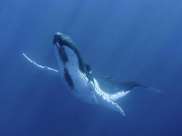 Giải mã giấc mơ thấy cá voi dự báo điềm hên hay xui sắp tới?