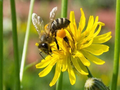 Mơ thấy ong mang ý nghĩa điềm báo gì? là số mấy?