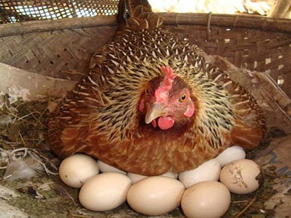 Mơ thấy gà đẻ trứng đánh con gì chuẩn xác, điềm gì?