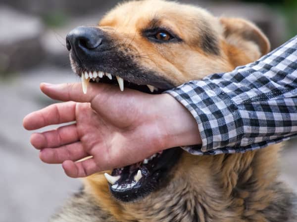 Mơ thấy bị chó cắn là điềm gì đánh số mấy tài lộc