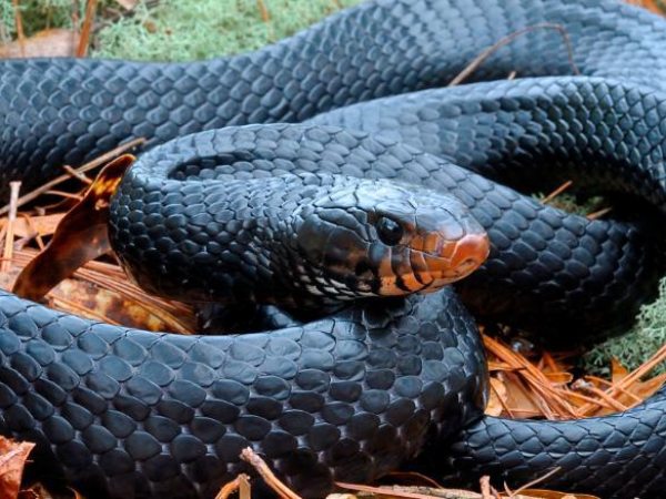 Nằm mơ thấy rắn màu đen điềm báo gì có số gì may mắn