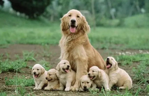 Ngủ mơ thấy chó lạ đẻ con trong nhà