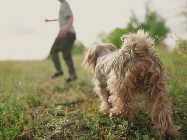 Chiêm bao thấy người lạ bị chó đuổi
