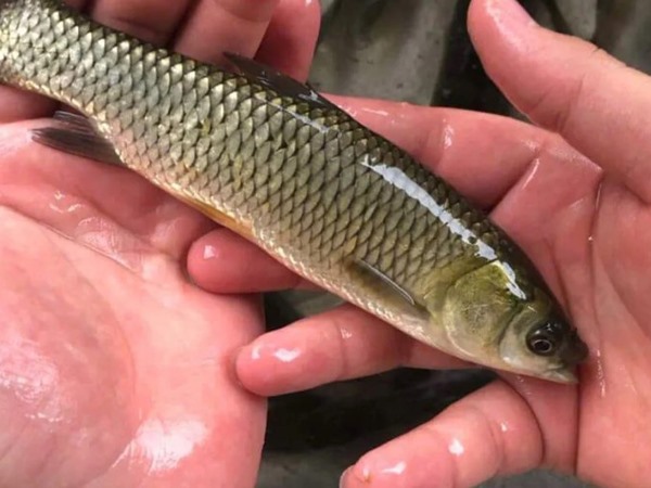 Nằm mơ thấy cá trắm là điềm gì, con gì đổi vận?