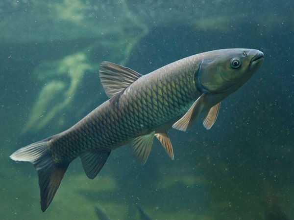 Nằm mơ thấy cá trắm là điềm gì, con gì đổi vận?