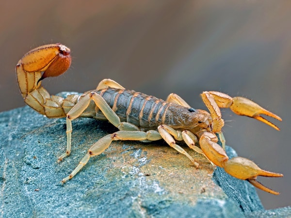 Luận giải nằm mơ thấy bọ cạp là điềm gì, số mấy may mắn?