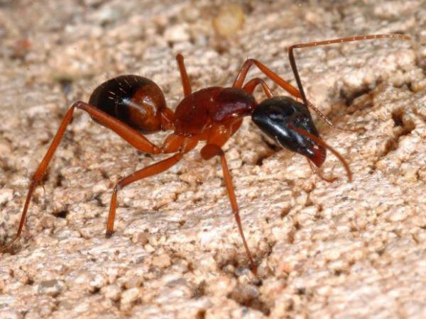 Nằm mơ thấy kiến cắn là điềm báo gì, may mắn hay xui xẻo?