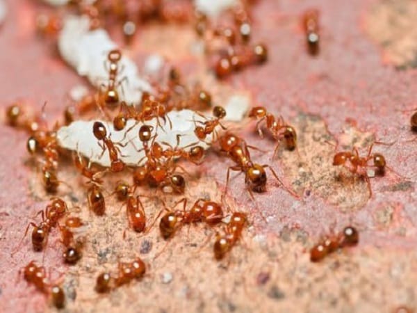 Nằm mơ thấy kiến lửa báo điềm gì đang chờ phía trước?