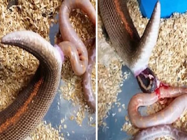 Nằm mơ thấy rắn đẻ con là tốt hay xấu