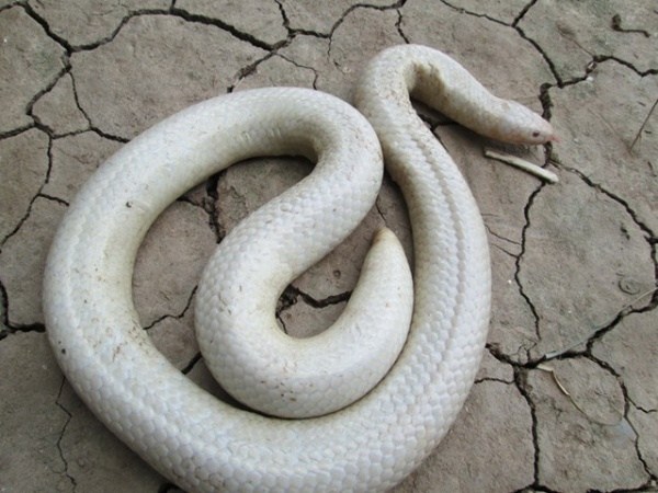 Nằm mơ thấy rắn trắng là điềm gì có số gì phát lộc