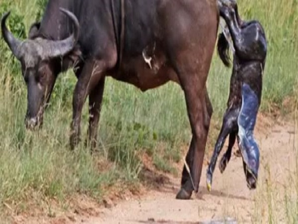 Nằm mơ thấy trâu đẻ có ý nghĩa gì, con số may liên quan
