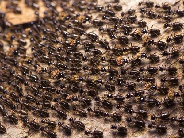 Nằm mơ thấy đàn kiến đen là điềm gì, con gì chuẩn nhất?