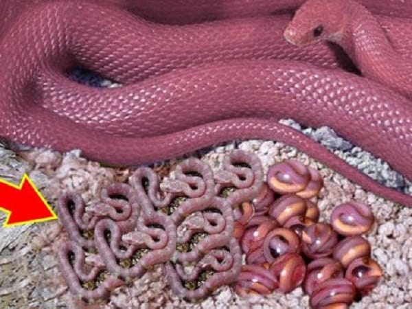 Nằm mơ thấy rắn đẻ con là tốt hay xấu, con số gì may mắn