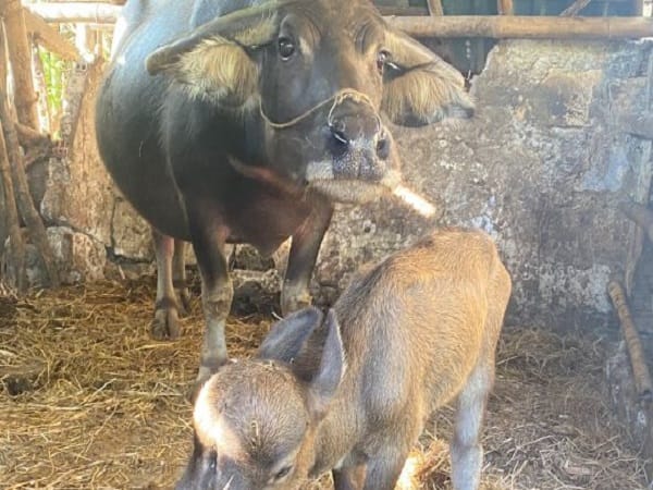 Nằm mơ thấy trâu đẻ là điềm tốt hay xấu?